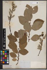 Foto von Salix caprea L.